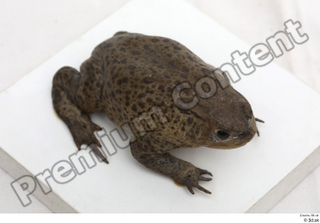 Toad  2 Bufo bufo whole body 0008.jpg